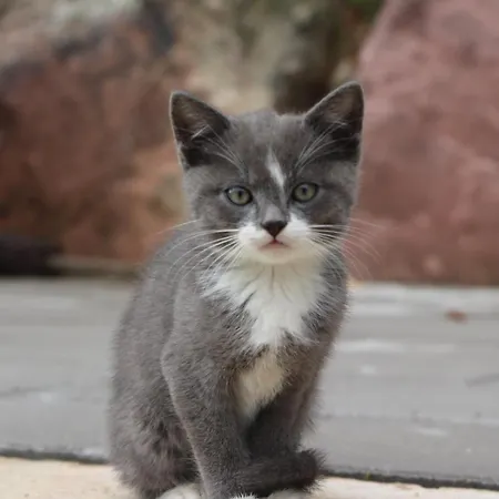 Blumenwiese * أوبيرهارميرسباخ